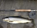 2 lb Watten Trout Caught By Scott Miller